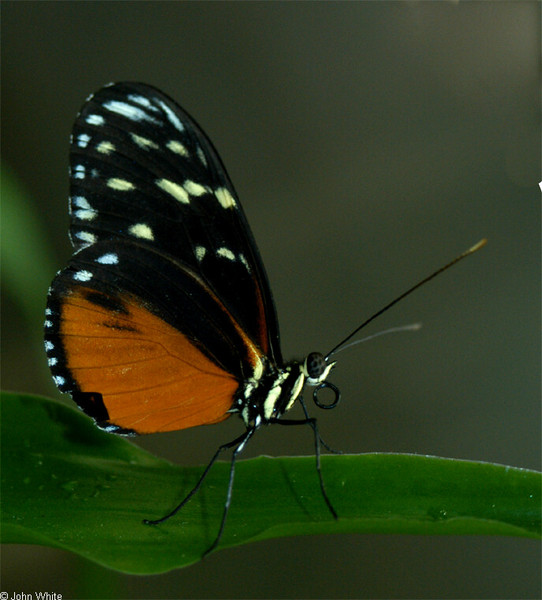 heliconius_hecale2