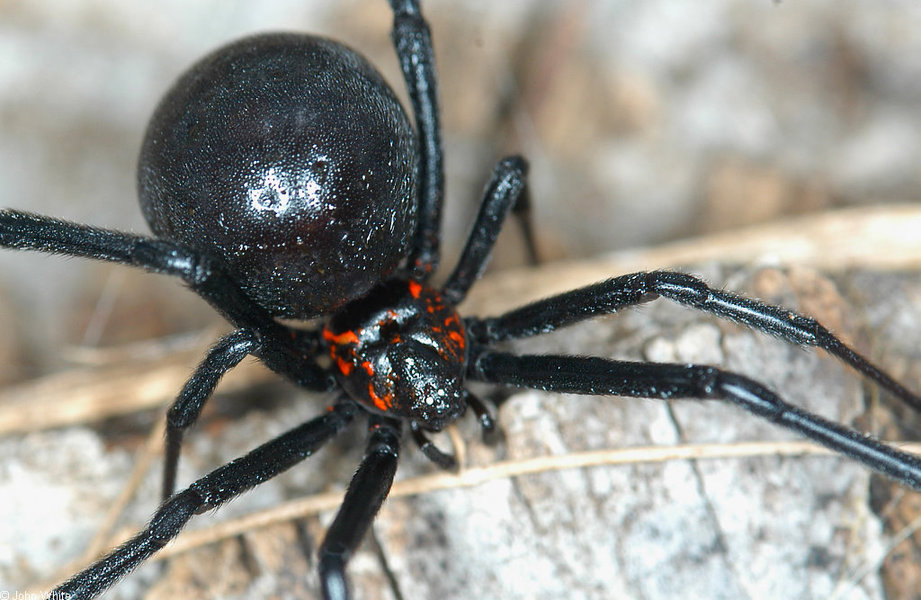 latrodectus_mactans2