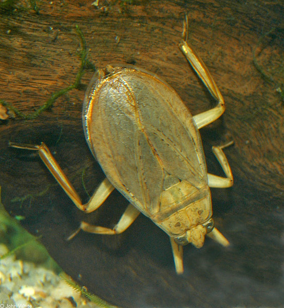 lethocerus_americanus