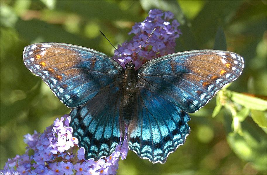 limenitis_arthemis
