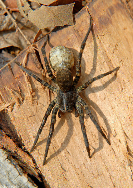 lycosa_carolinensis