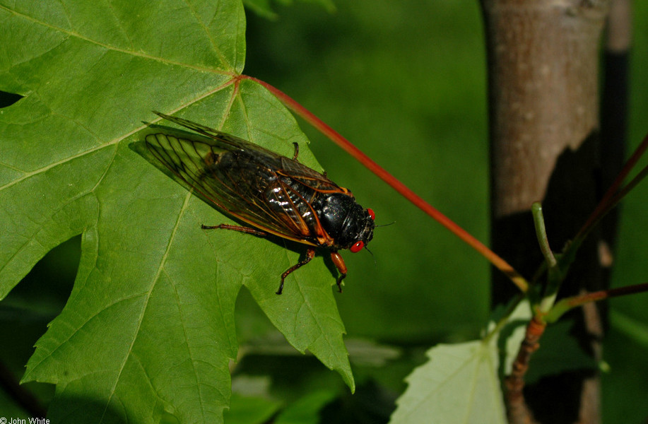 magicicada_sp1