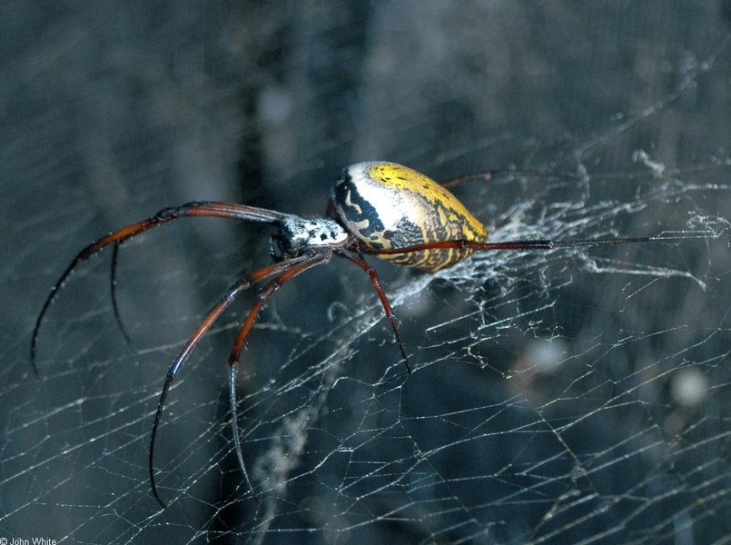 nephila_inaurata_madagascariensis1