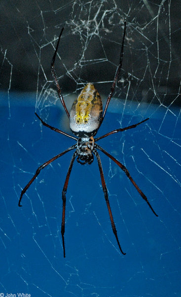 nephila_inaurata_madagascariensis2