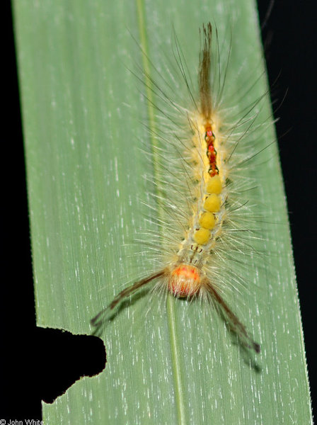 orgyia_leucostigma