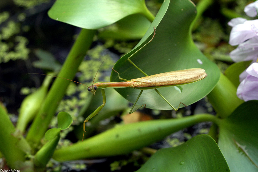 tenodera_aridifolia2