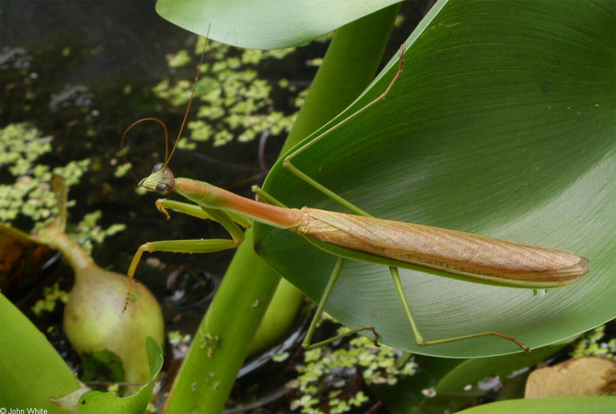 tenodera_aridifolia3