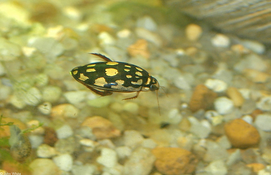 thermonectus_marmoratus