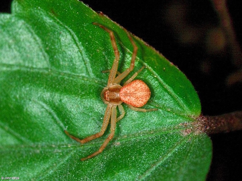 xysticus_elegans