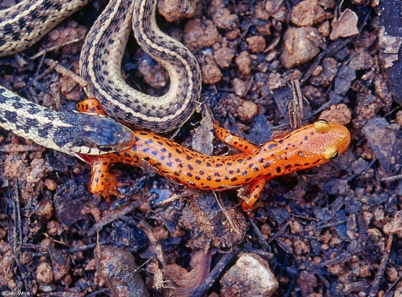 Thamnophis sirtalis