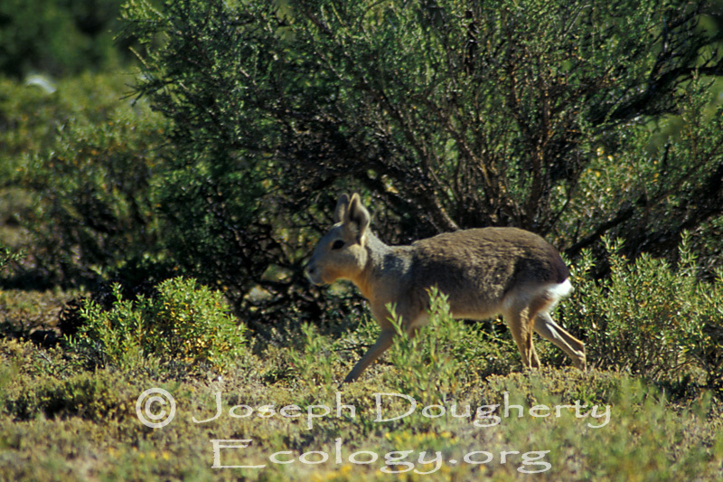 Caviidae