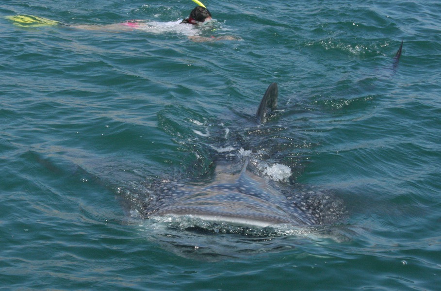 tiburon09-130