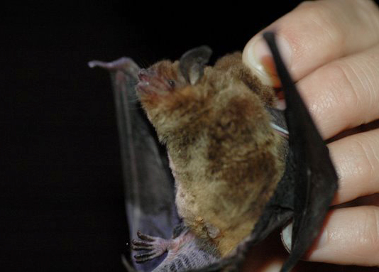 Myotis grisescens