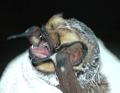 hoary_bat_dsc_0189