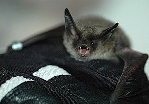 Chiroptera