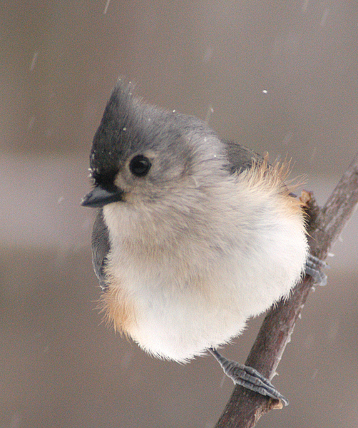 Parus bicolor