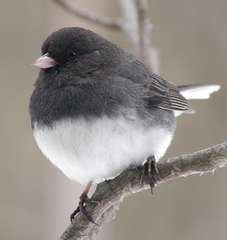 ADW: Junco hyemalis: PICTURES