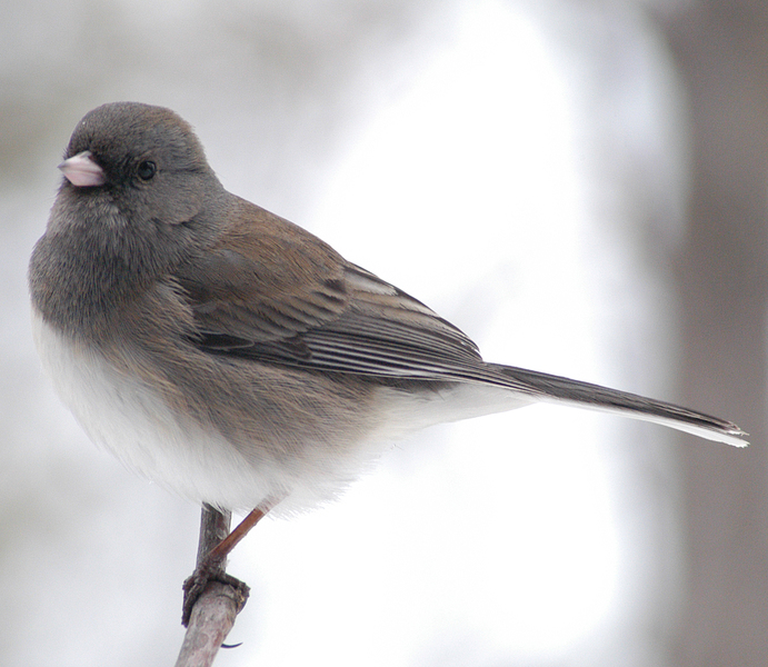2003-0217_young_junco_4