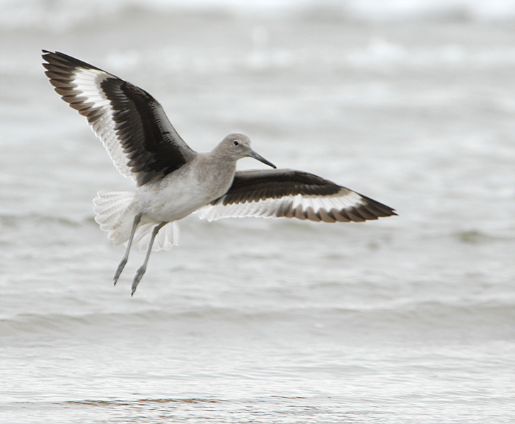 2006-1014Willet_landing2