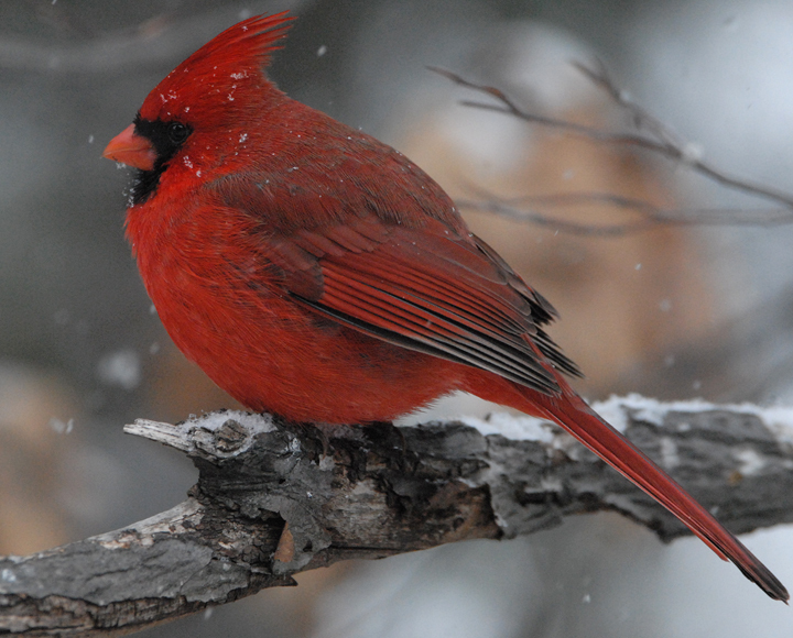 Cardinalidae