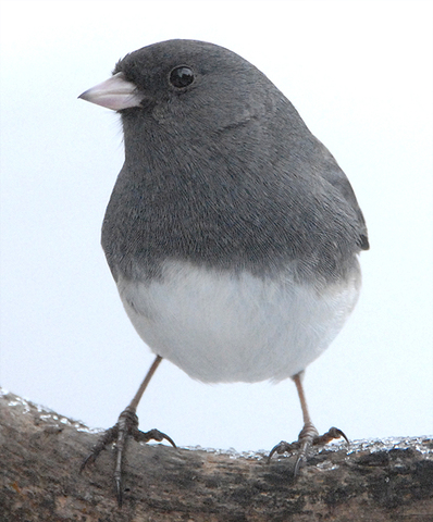 ADW: Junco hyemalis: INFORMATION