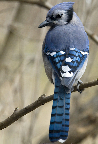 Blue Jay  National Geographic