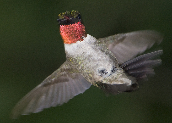 Trochilidae