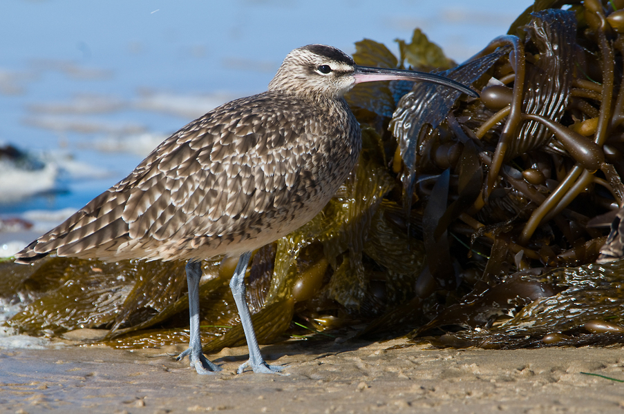 Numenius phaeopus