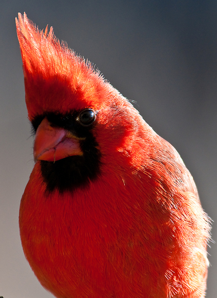 Cardinalis