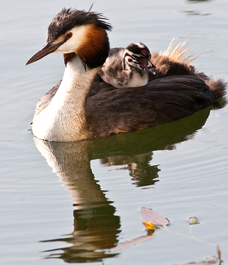 2009-0520_G_Crest_grebe