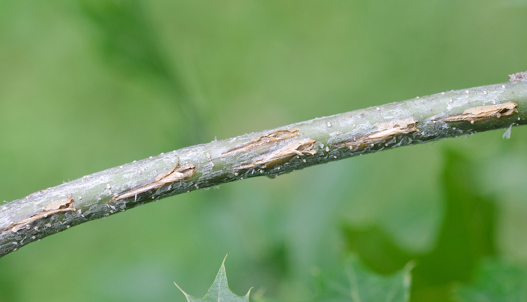 Cicadidae