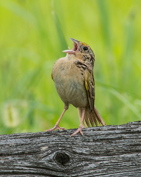 Deuterostomia