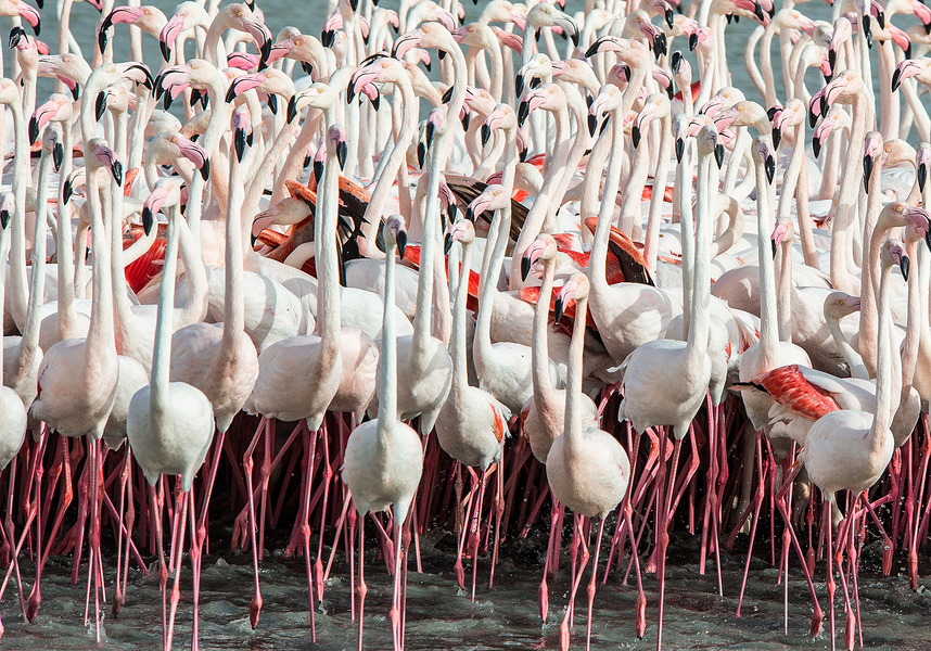 Phoenicopteriformes