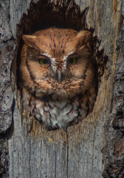 2014-1109_ScreechOwl_7