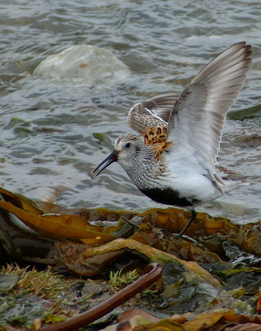 ADW Calidris alpina PICTURES