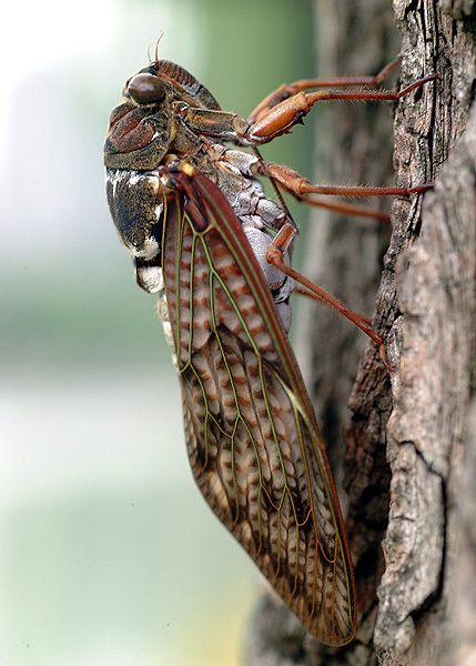 Hemiptera