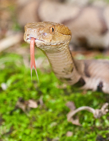 Snake Island vipers: predator or prey? - UGA Today