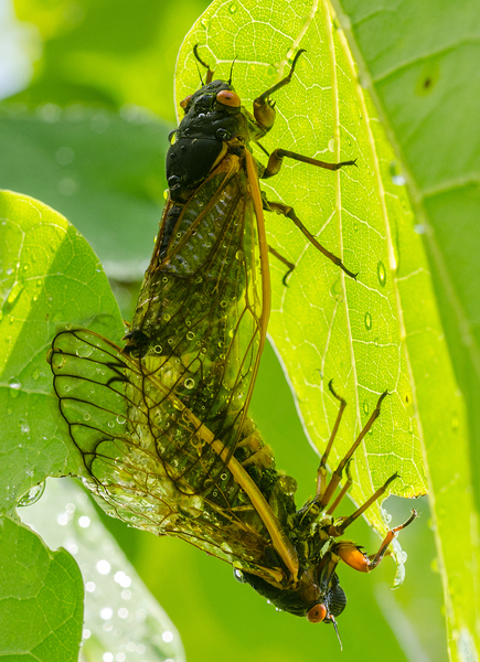 Cicadidae