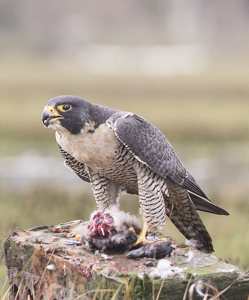 Falconidae