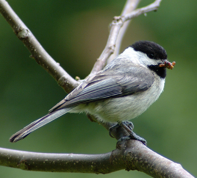 Parus carolinensis