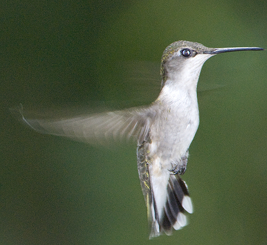 Apodiformes