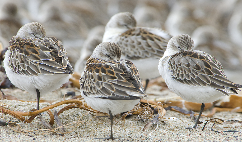 Calidris mauri