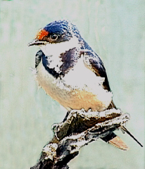 white-throated_swallow