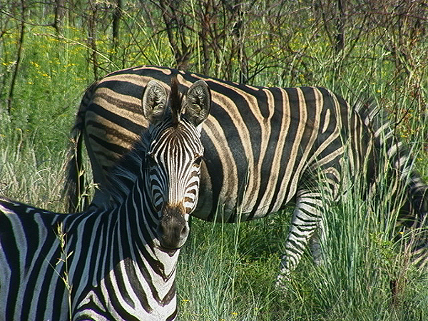 zebraii