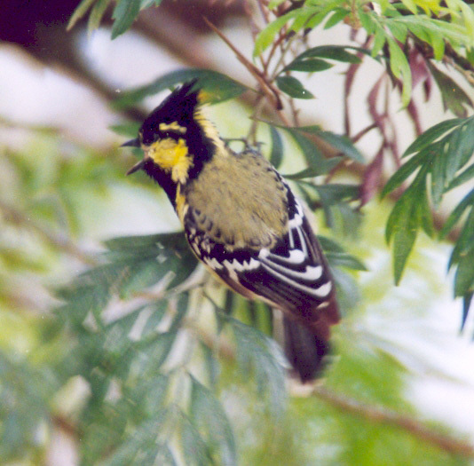 Parus xanthogenys