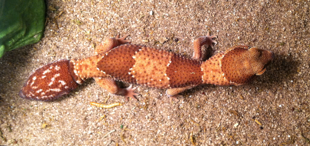 Fat tailed gecko outlet food