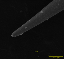 Figure 5. Ponta ampliada da coluna vertebral comum sem tailless tenrec.