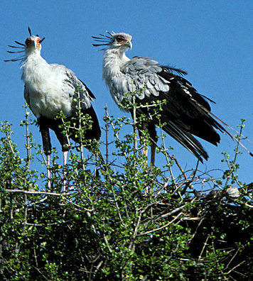 AfricanLargeBirds_nodate