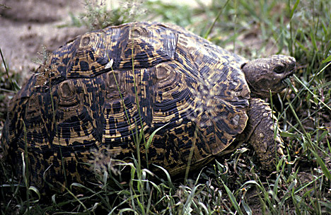 adult leopard tortoise