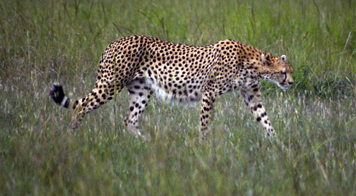 Cheetah_nodate